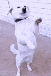 ai-dog.gif
