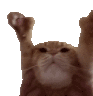 cat-cute.gif
