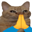 cat-pray.gif