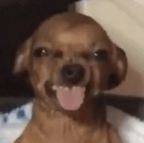 dog-hehehe.gif