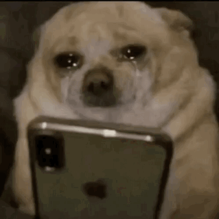 dog-meme-meme-dog.gif