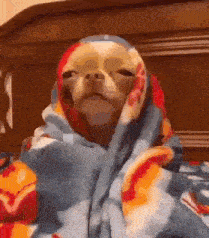 dog-sleep.gif