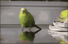 Duck & Cover 2.gif