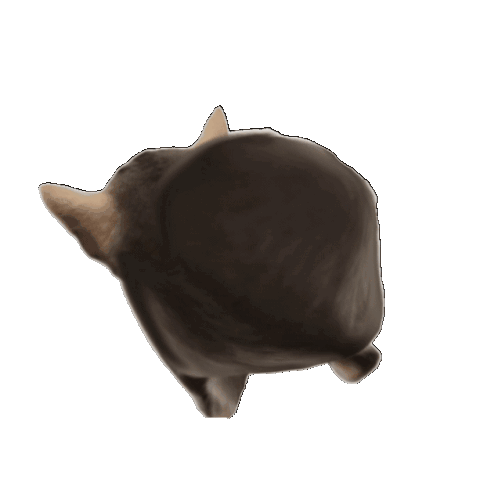 elgatitolover-elgatitoloves.gif