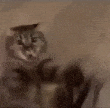 fat-cat-playing-fat-cat.gif
