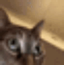 gato-traumatisado.gif