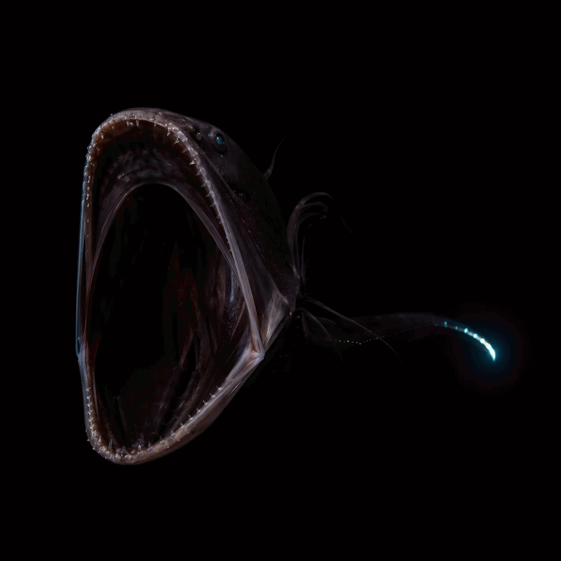 hr2.gif