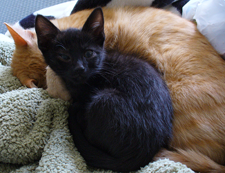kitten.png