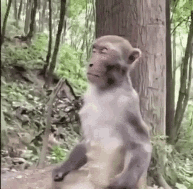monkey-breathing.gif