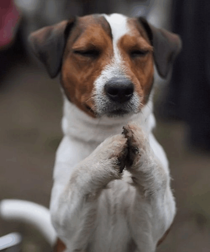 praying-hands.gif
