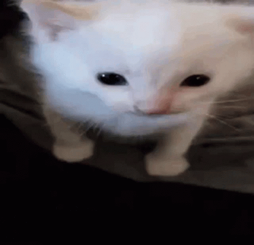 spideyvivi.gif