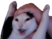 wahoo-cat.gif
