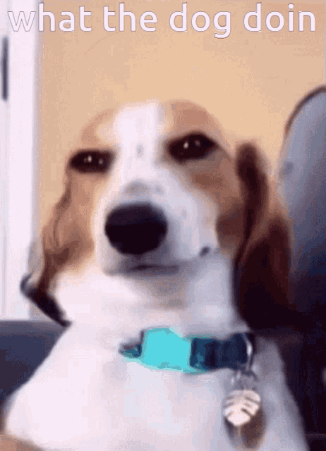 what-the-dog-doin-what-the-dog-doin-meme.gif