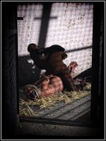 2022_02_28_Planet_of_the_Apes_24a_by_tnamaster_908449955.jpg