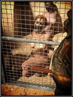 2022_10_27_Planet_of_the_Apes2_26d_by_tnamaster_934580130.jpg