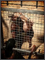 2022_10_28_Planet_of_the_Apes2_35a_by_tnamaster_934722336.jpg