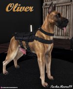 oliver66a301ff099c0.jpg