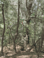 Fairy Growth.gif