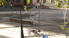 stray004.jpg