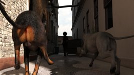 stray007.jpg