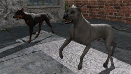 stray012.jpg