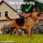 How to greet a dog 2 by ValanquarStudios.jpg