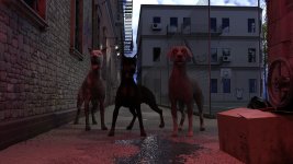 K9-012.jpg