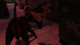 K9-016.jpg