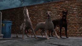 K9-022.jpg