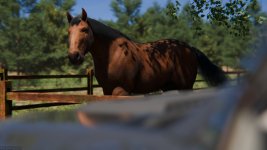 Nikki_SummerDress_Horse_5.jpg