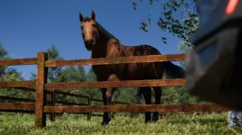 Nikki_SummerDress_Horse_6.jpg