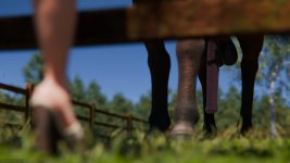 Nikki_SummerDress_Horse_15.jpg