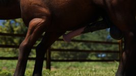 Nikki_SummerDress_Horse_17.jpg