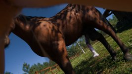 Nikki_SummerDress_Horse_93.jpg