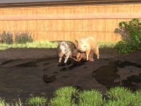 mud_dee_2pig_bjfck_010.jpg