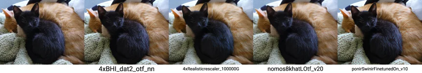 kitten.webp