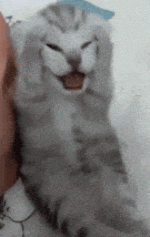 dramatic-baby-cat.gif