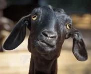 goat.webp