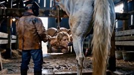 horsebound6a77515aeedb3.jpg