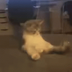kimmoli.gif kimmoli.gif