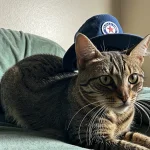 07900-1000-cat in a hat.jpg.webp