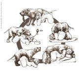 The Veterinarian 220.jpg