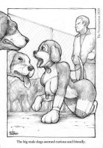 The Veterinarian 333.jpg