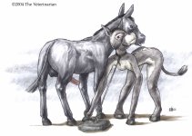 The Veterinarian 040.jpg