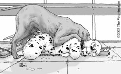 The Veterinarian 091.jpg