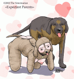 The Veterinarian 135.gif