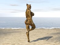 Cheetah 01.jpg Cheetah 01.jpg