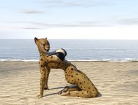 Cheetah 06.jpg Cheetah 06.jpg