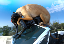 doggyReunion19b.png