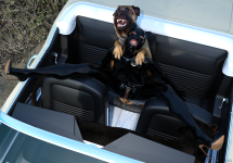 doggyReunion21.png